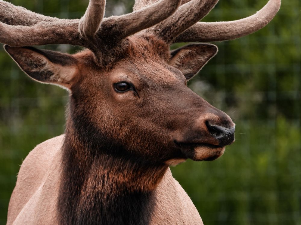 Portrait of a bull elk with large branching antlers and a thick brown mane against a blurred green background.