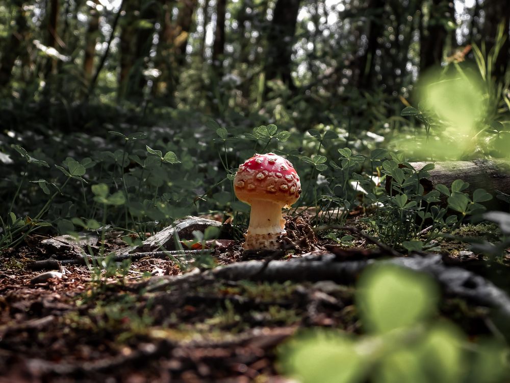 Small red fly agaric mushroom with white spots growing on a leaf-covered forest floor among trees.