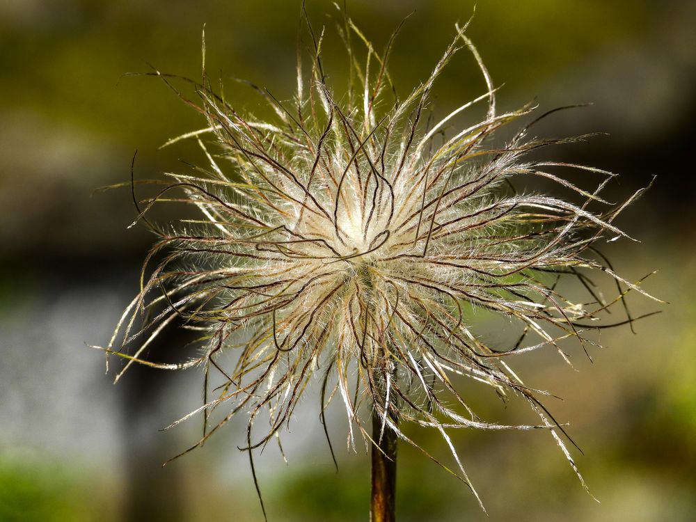 Delicate wispy seed head of a pasqueflower with feathery silvery strands against a softly blurred green background.