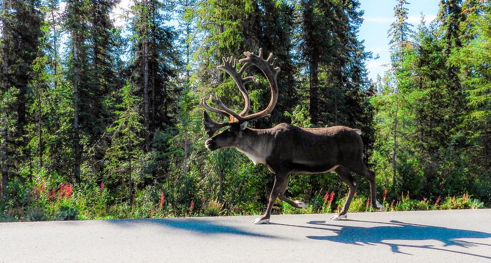 Caribou with large antlers walking along a paved road beside a dense evergreen forest on a sunny day.