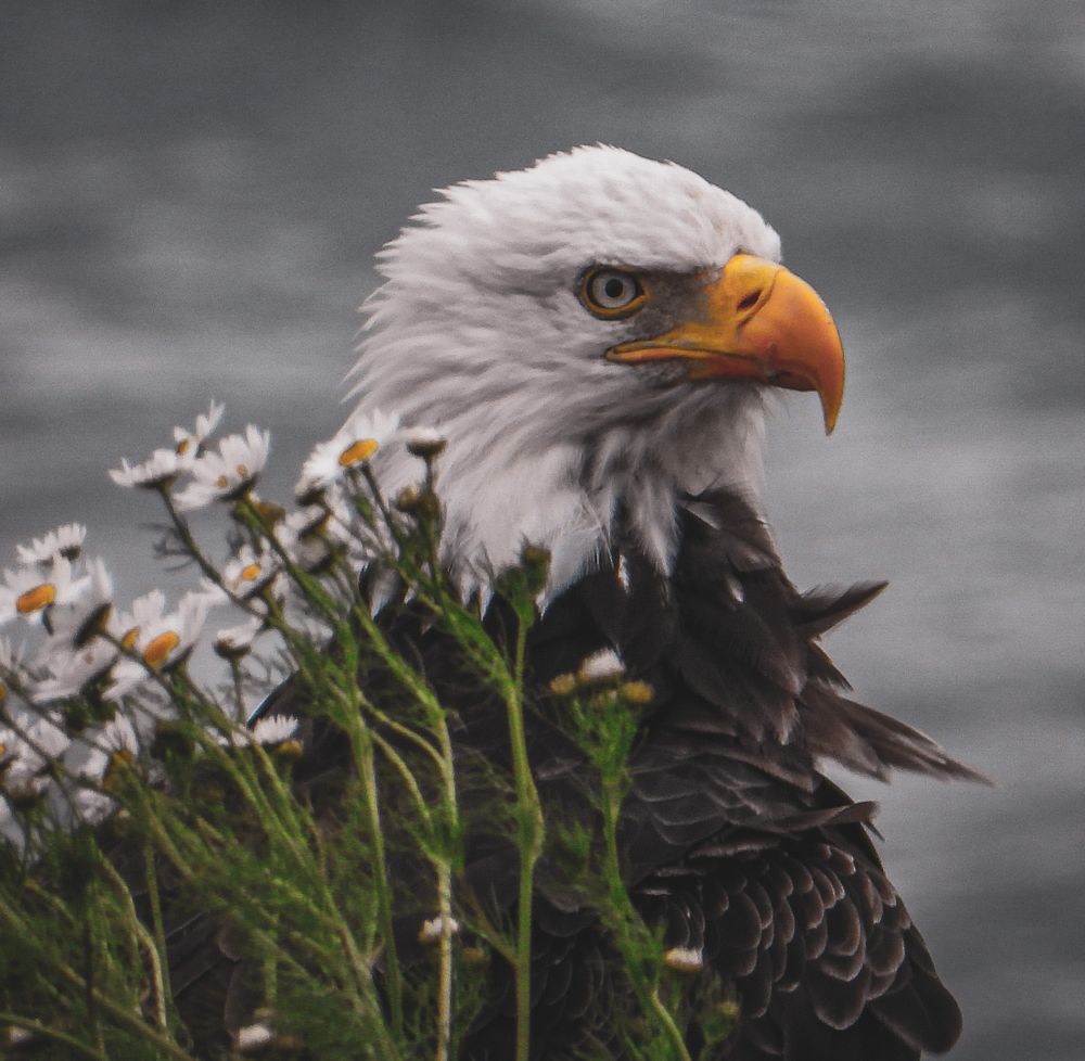 Bald eagle with white head and yellow hooked beak perched behind small white wildflowers against a gray background.