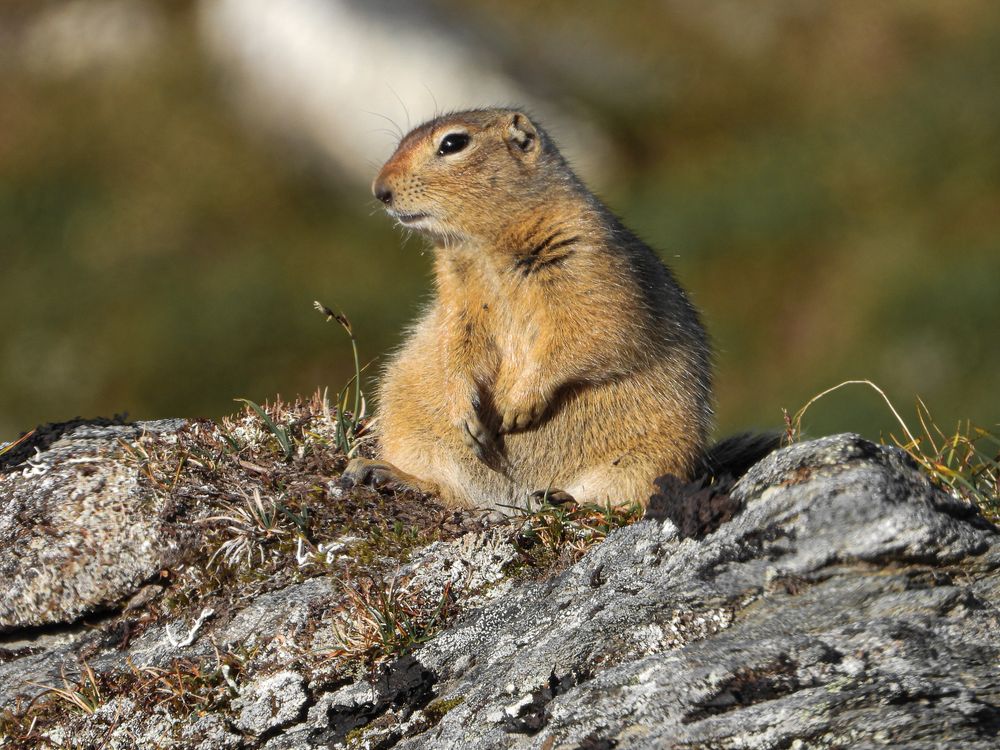 Arctic ground squirrel sitting upright on a lichen-covered rock with a soft blurred tundra background.