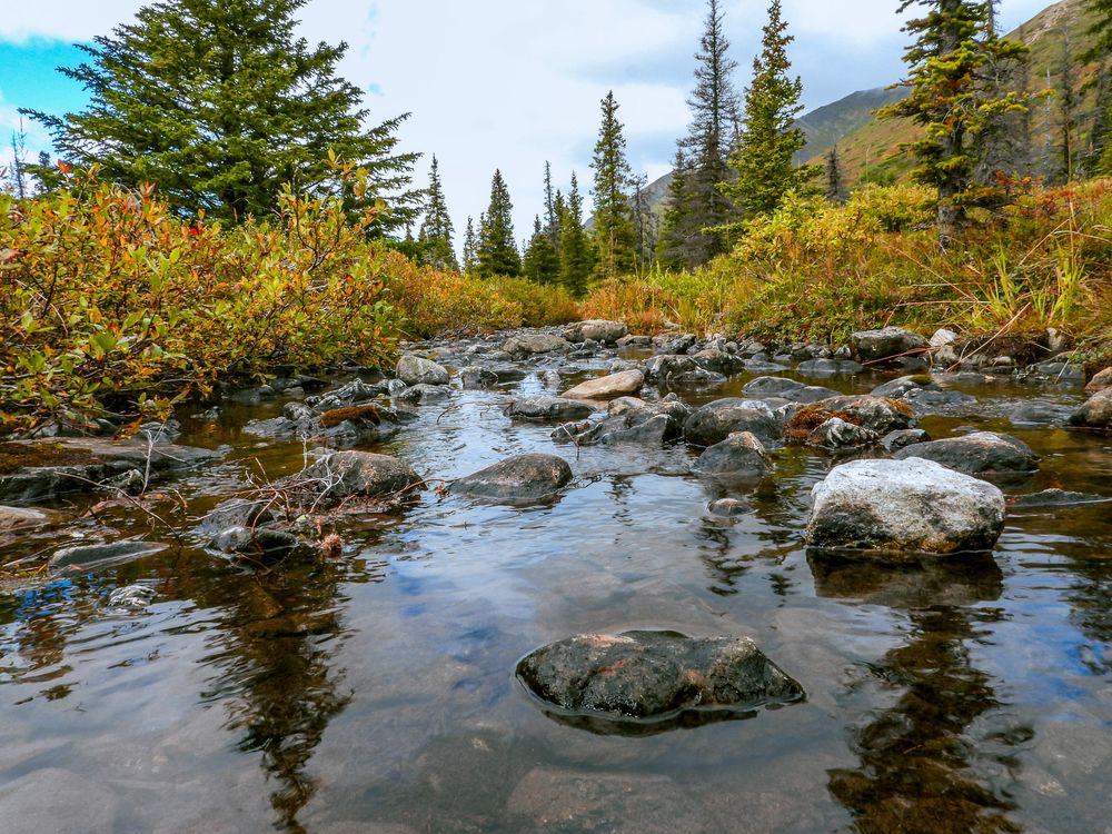 Clear shallow stream flowing over mossy rocks beside autumn shrubs and evergreen trees in a mountain valley.