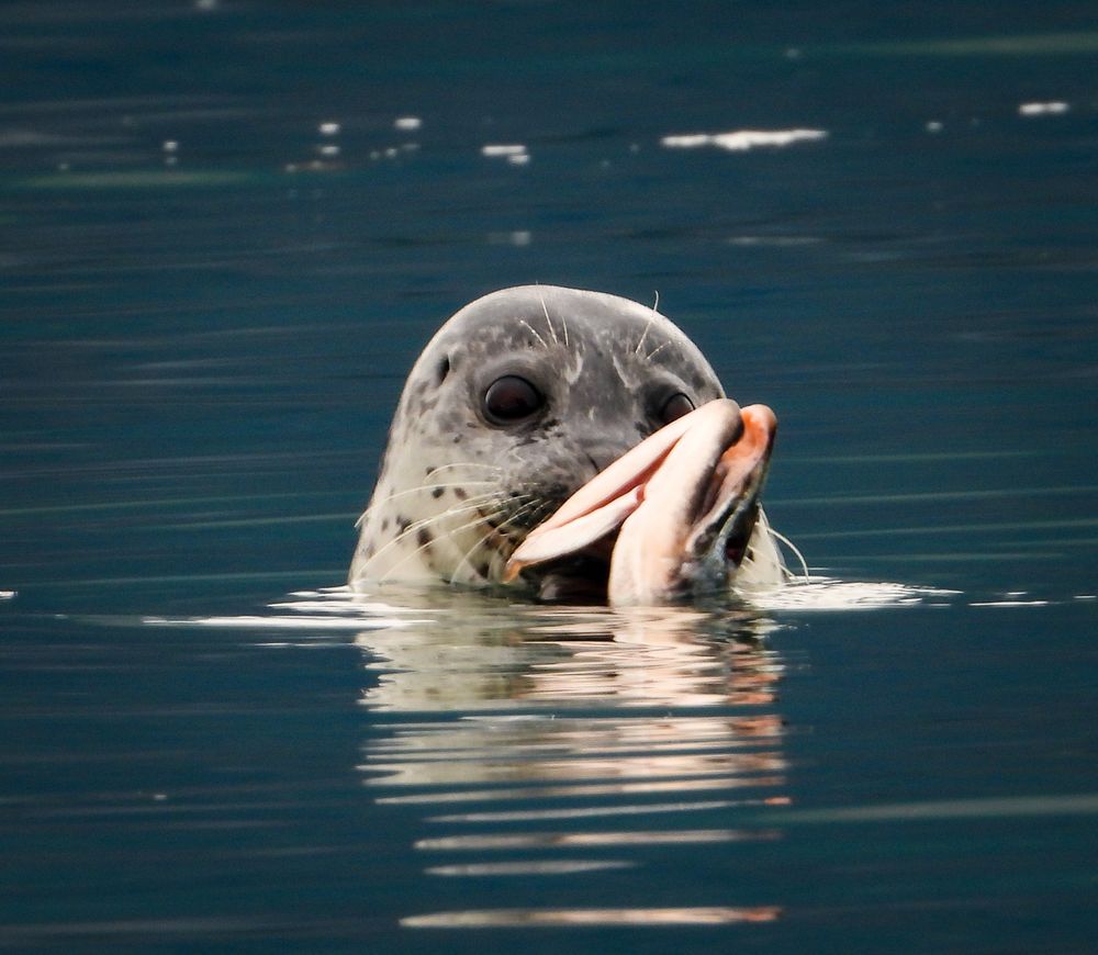 Harbor seal raising its head above dark water while holding a freshly caught fish in its mouth.