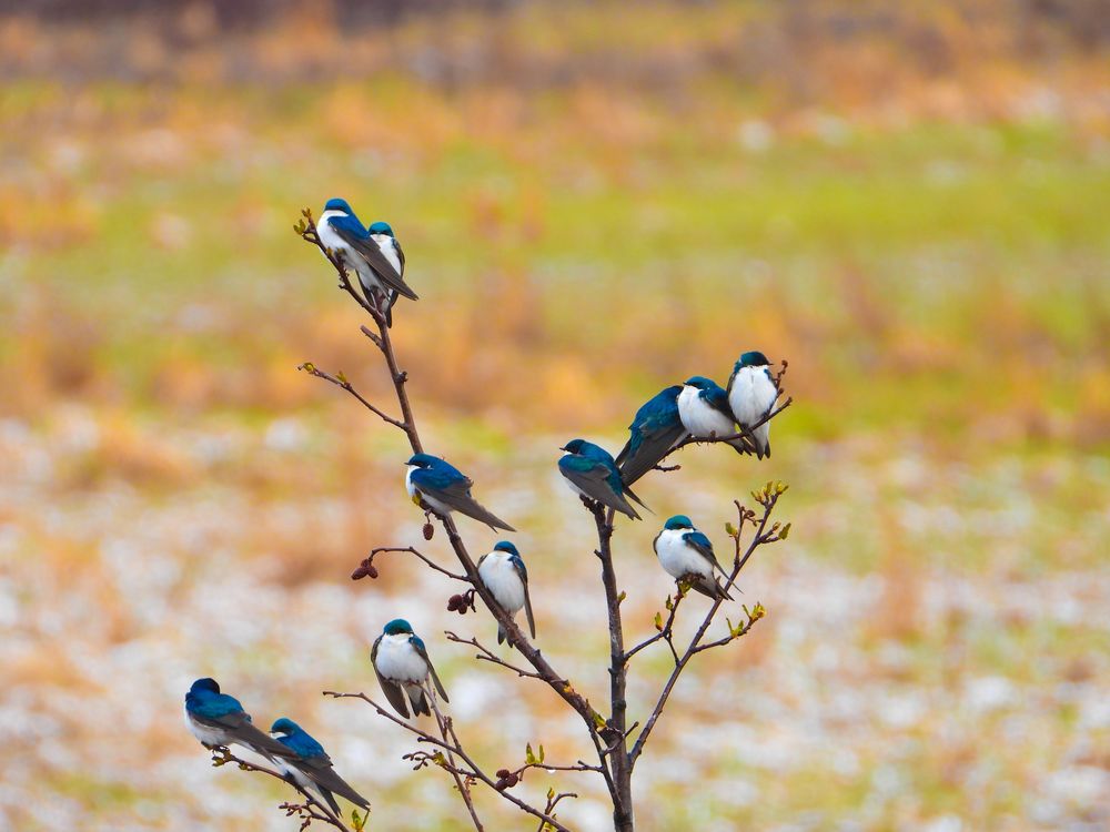 Flock of tree swallows with blue-green backs and white bellies perched on bare branches above a golden field.