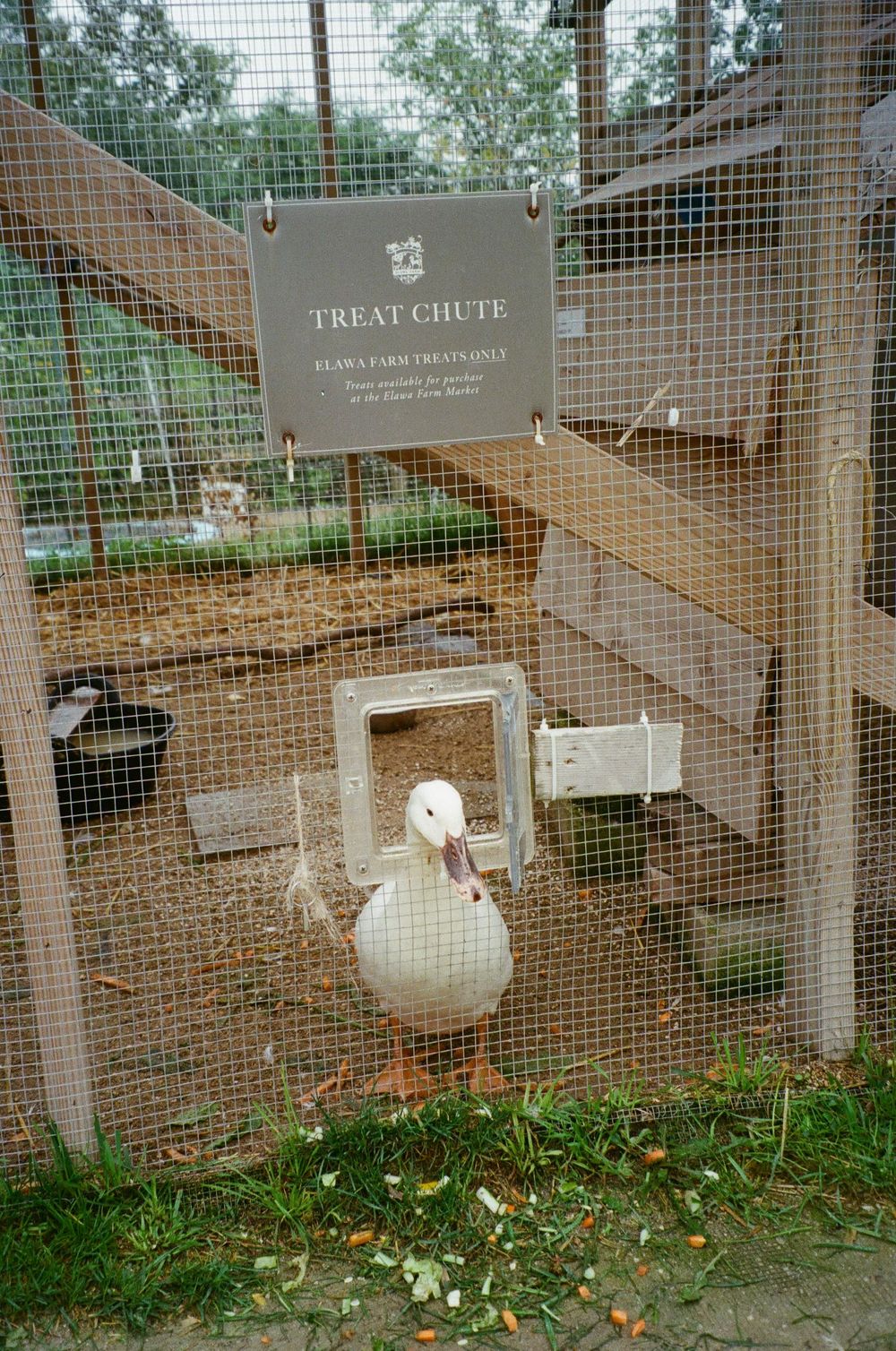 A white duck stands at a treat chute opening in a wire enclosure at Flaws Farm animal sanctuary.
