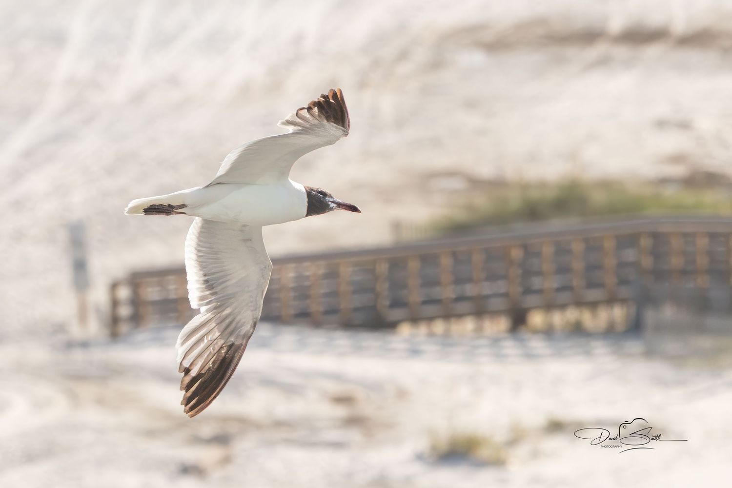 Gull banking sharply in flight above the shoreline in Orange Beach, Alabama.