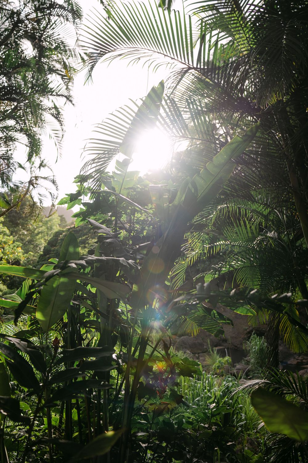 Sunlight streaming through lush tropical palm leaves and foliage in a dense jungle garden.