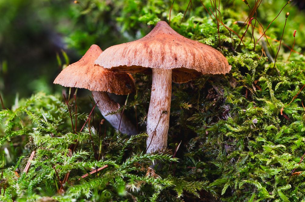 Two brown mushrooms growing among vibrant green moss in a forest setting.
