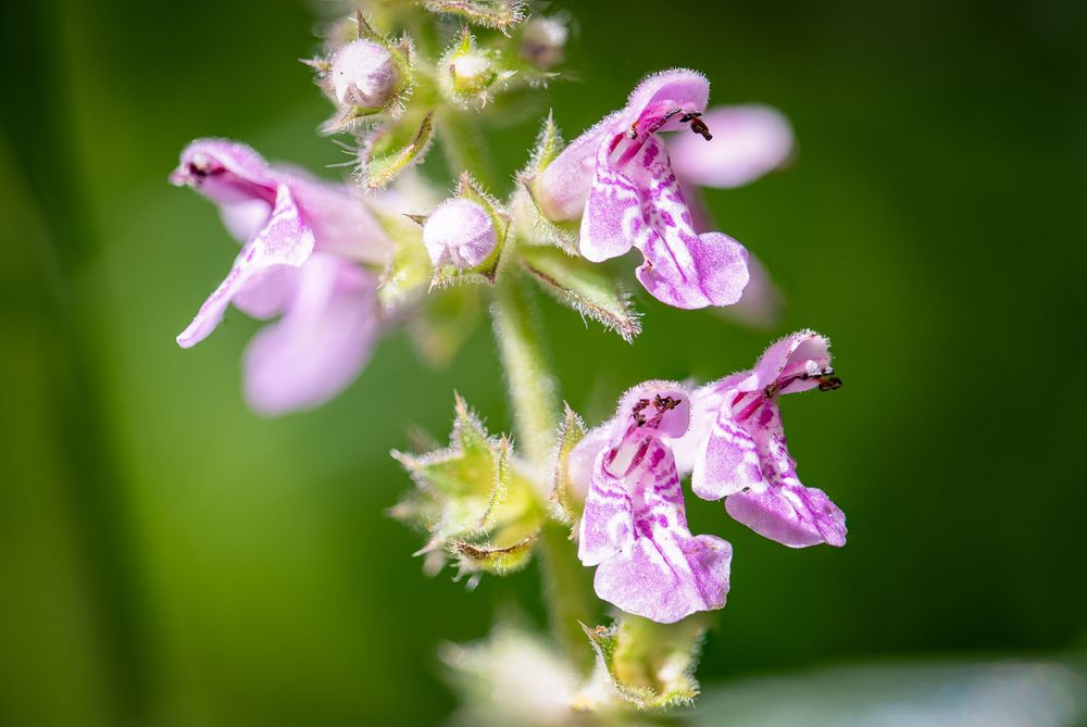 Close-up of delicate pink wildflowers with ruffled petals blooming on a green stem against a blurred background.