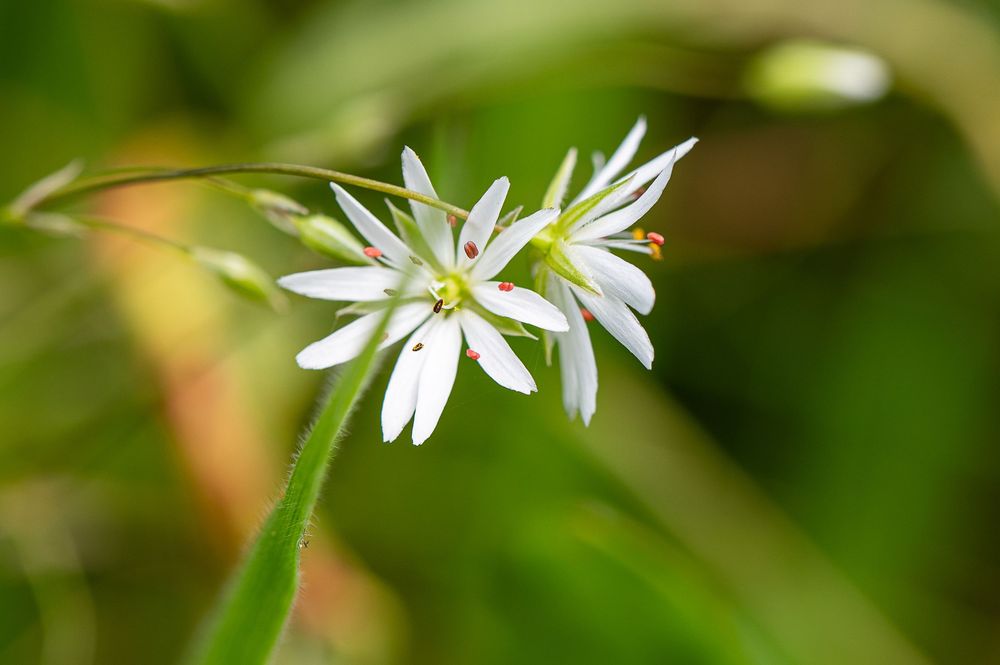 Close-up of delicate white star-shaped wildflowers with green stems and a small red insect on a soft green background.