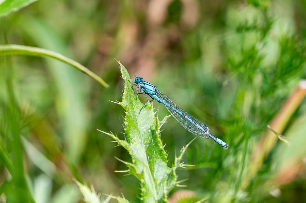 A blue damselfly perched on a green thistle plant in a natural grassy habitat.