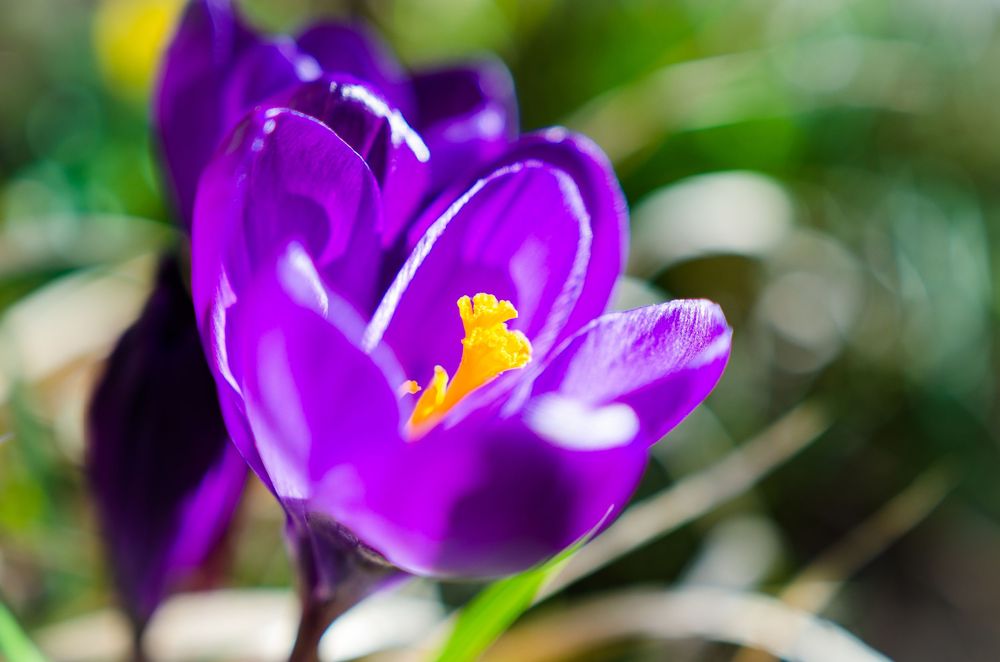 Vibrant purple crocus flower in full bloom with bright orange stamens, photographed in soft natural sunlight.