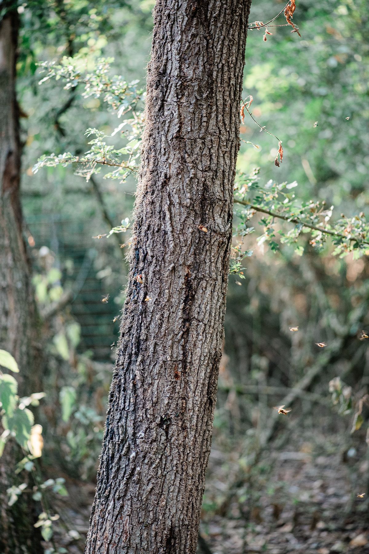 Close-up of an elm tree trunk with rough bark in a lush green forest setting with insects feeding on sap.