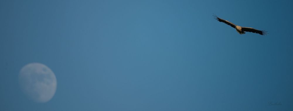 A bald eagle soars through a clear blue sky alongside a crescent moon in this stunning wildlife photo.
