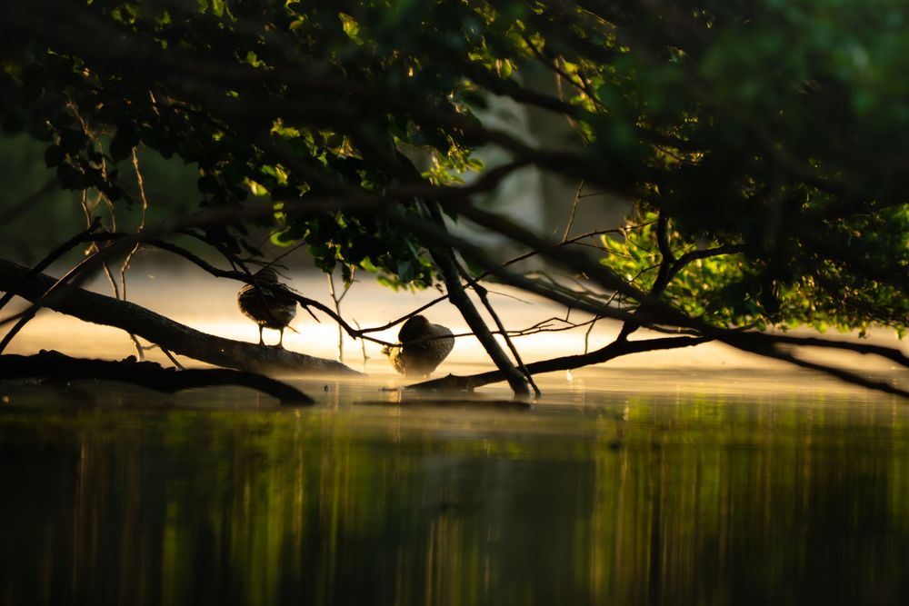 Misty lake at sunrise with overhanging tree branches and round seed pods reflecting golden light on calm water.