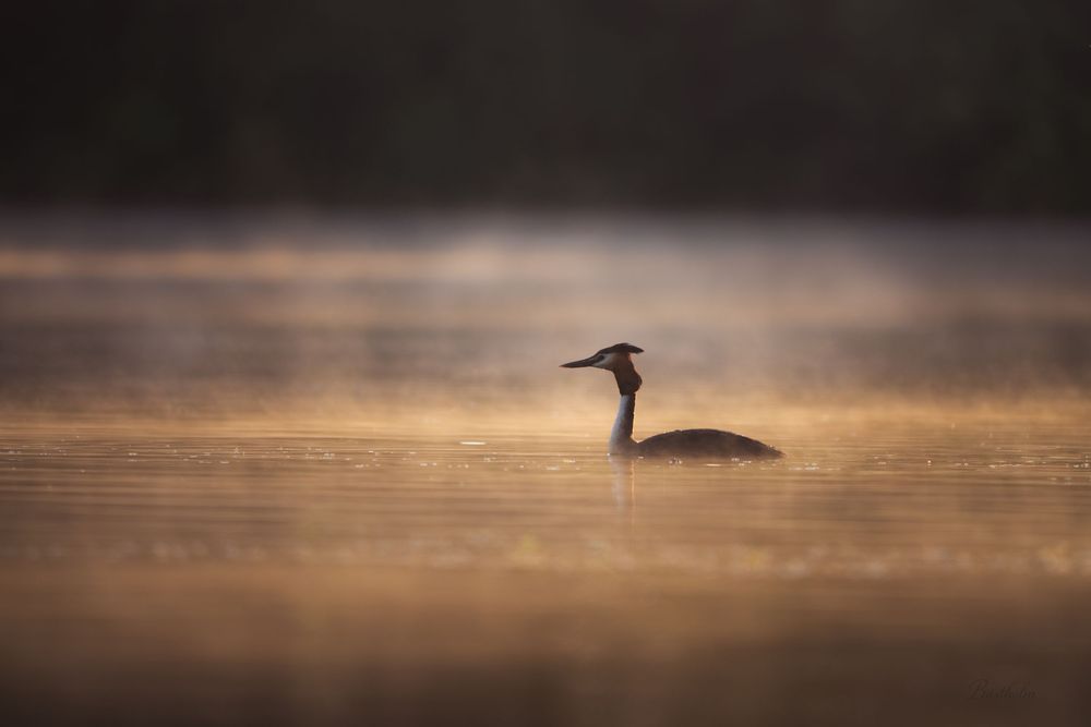 A great crested grebe swims gracefully on a misty golden lake at dawn, silhouetted against soft warm light.