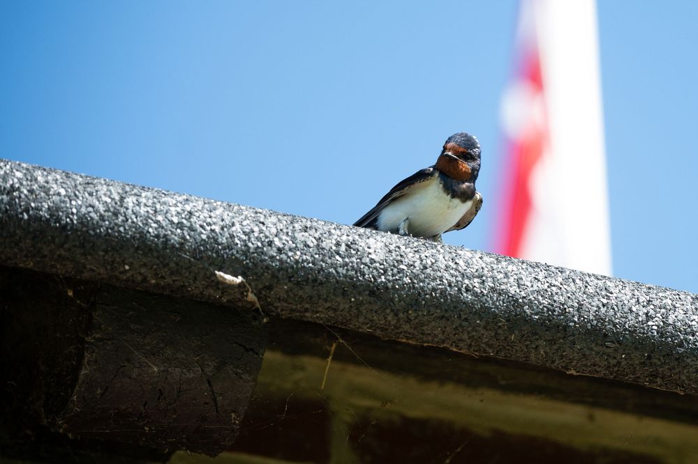 A barn swallow perched on a rooftop edge against a clear blue sky with a flag visible in the background.
