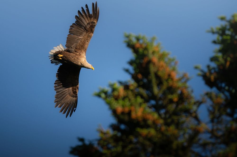 A white-tailed eagle soars majestically against a blue sky with autumn trees in the background.