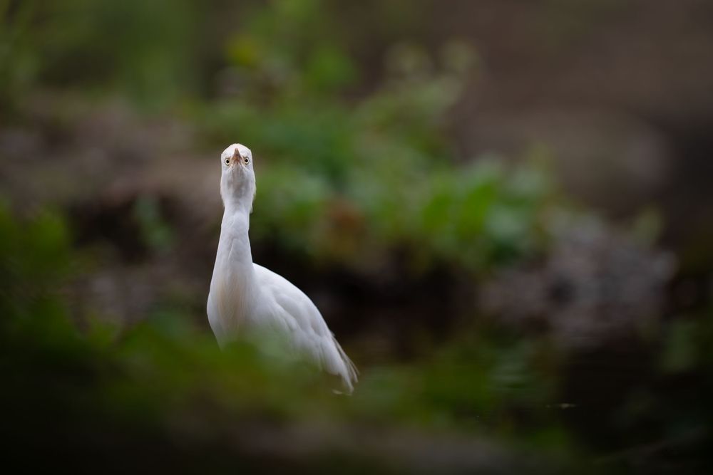 A white egret bird stands alert among lush green bokeh foliage in a natural outdoor setting.