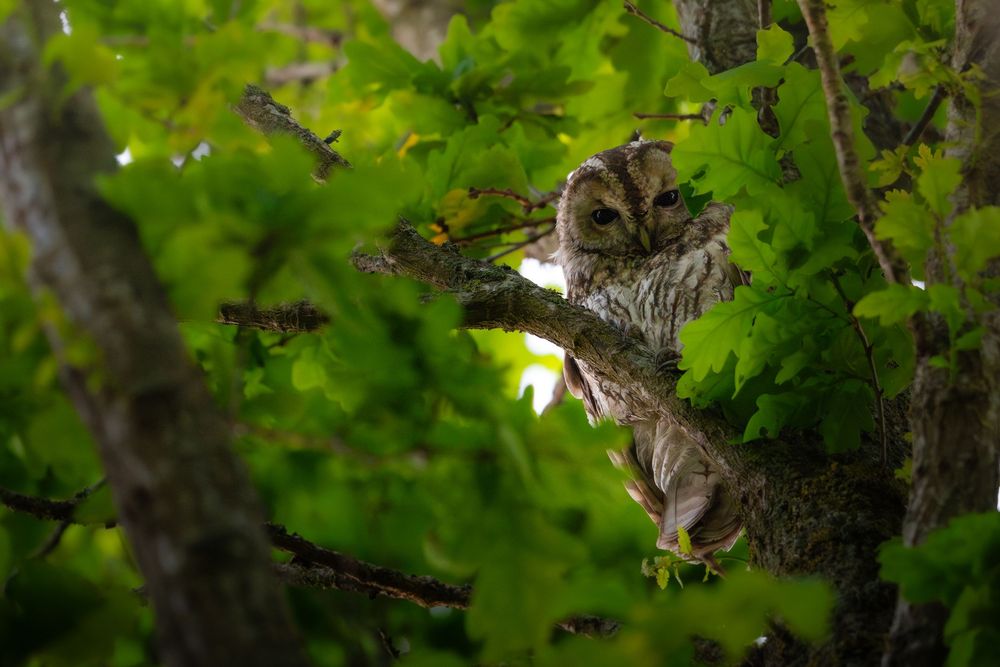 A camouflaged owl perched on a tree branch surrounded by lush green leaves in a dense forest.