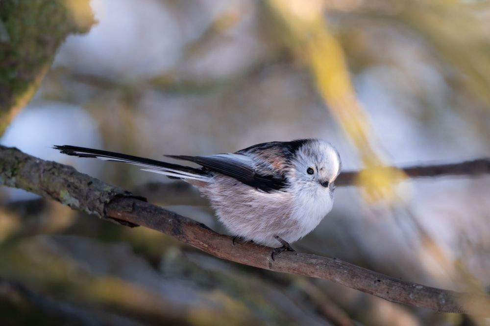 A long-tailed tit perched on a branch, showcasing its fluffy white and black plumage in a soft winter woodland setting.
