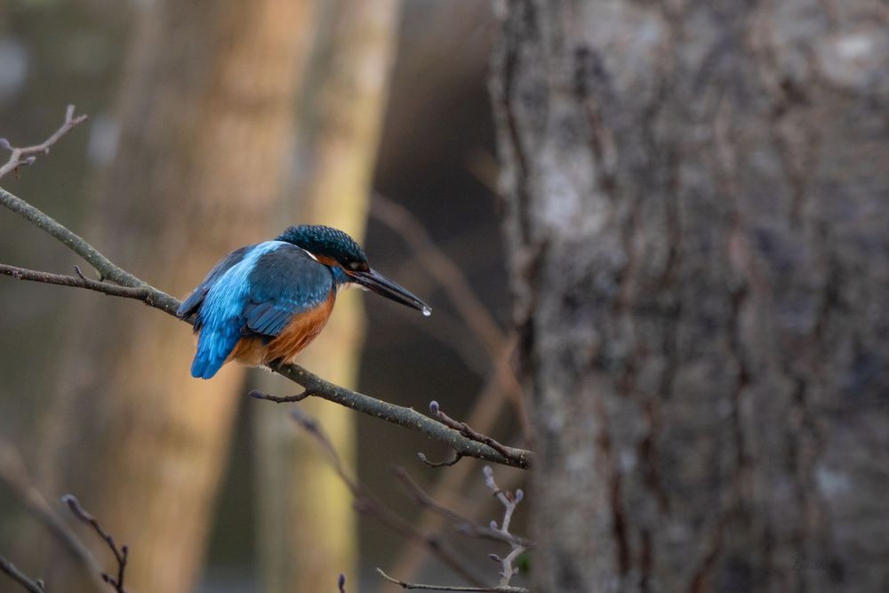 A vibrant kingfisher with blue and orange plumage perches on a bare branch near a tree trunk.