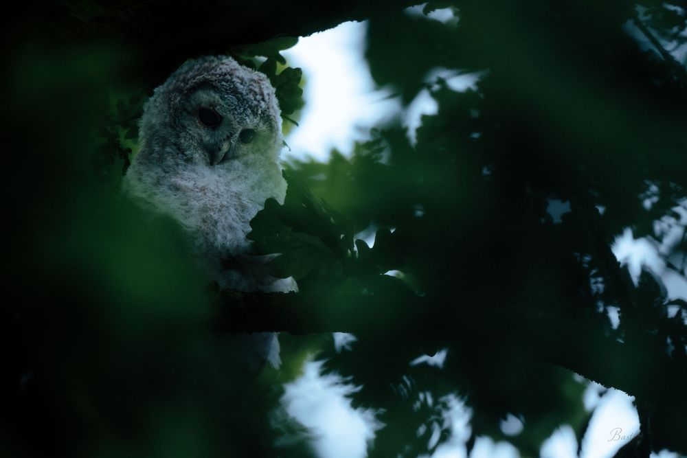 A barred owl perched among dense green leaves in a dark forest, partially hidden by foliage.