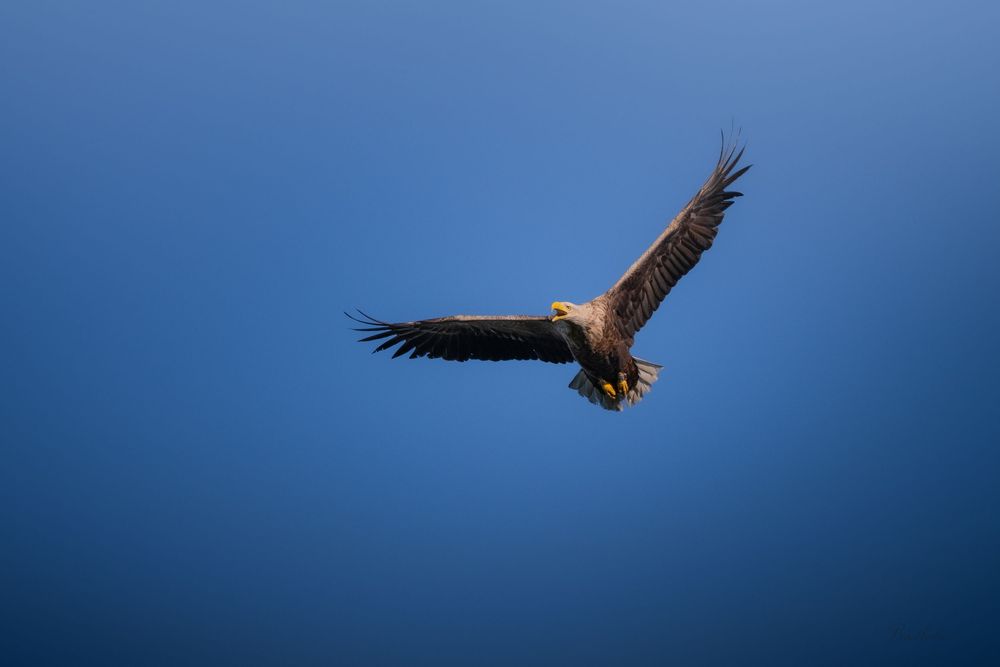 A majestic eagle soaring through a clear blue sky with wings fully spread in graceful flight.