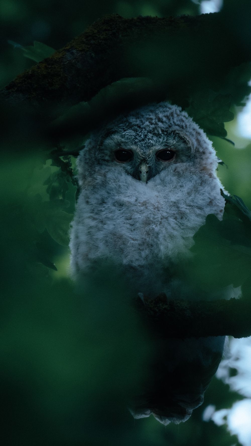 A fluffy young owl perched on a tree branch, partially hidden among lush green leaves in a dark forest setting.