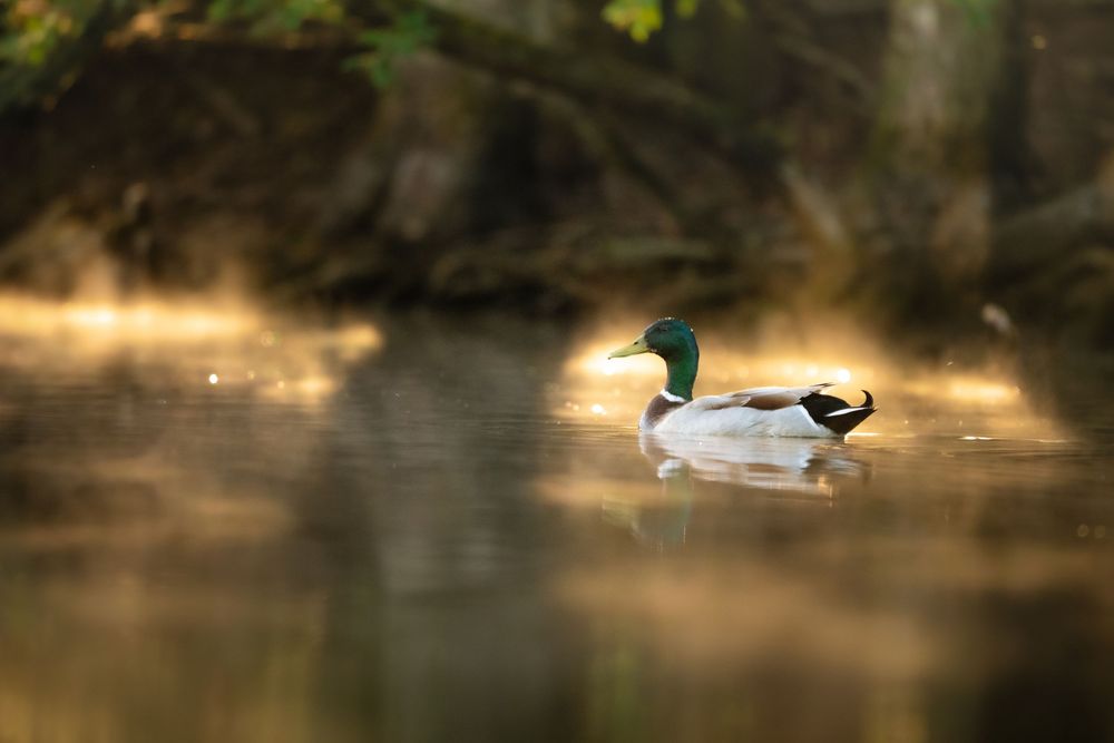 A mallard duck with a green head glides serenely across a misty golden-lit pond surrounded by trees.