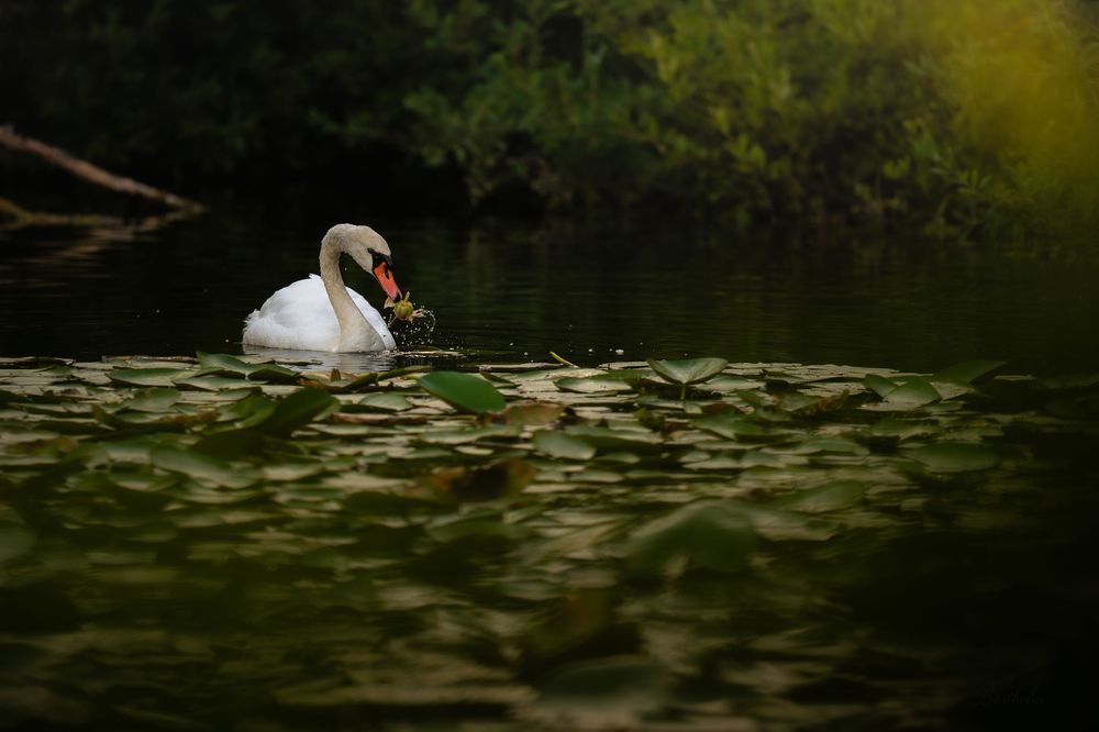 A graceful white mute swan glides through a serene pond surrounded by lily pads and lush green foliage.