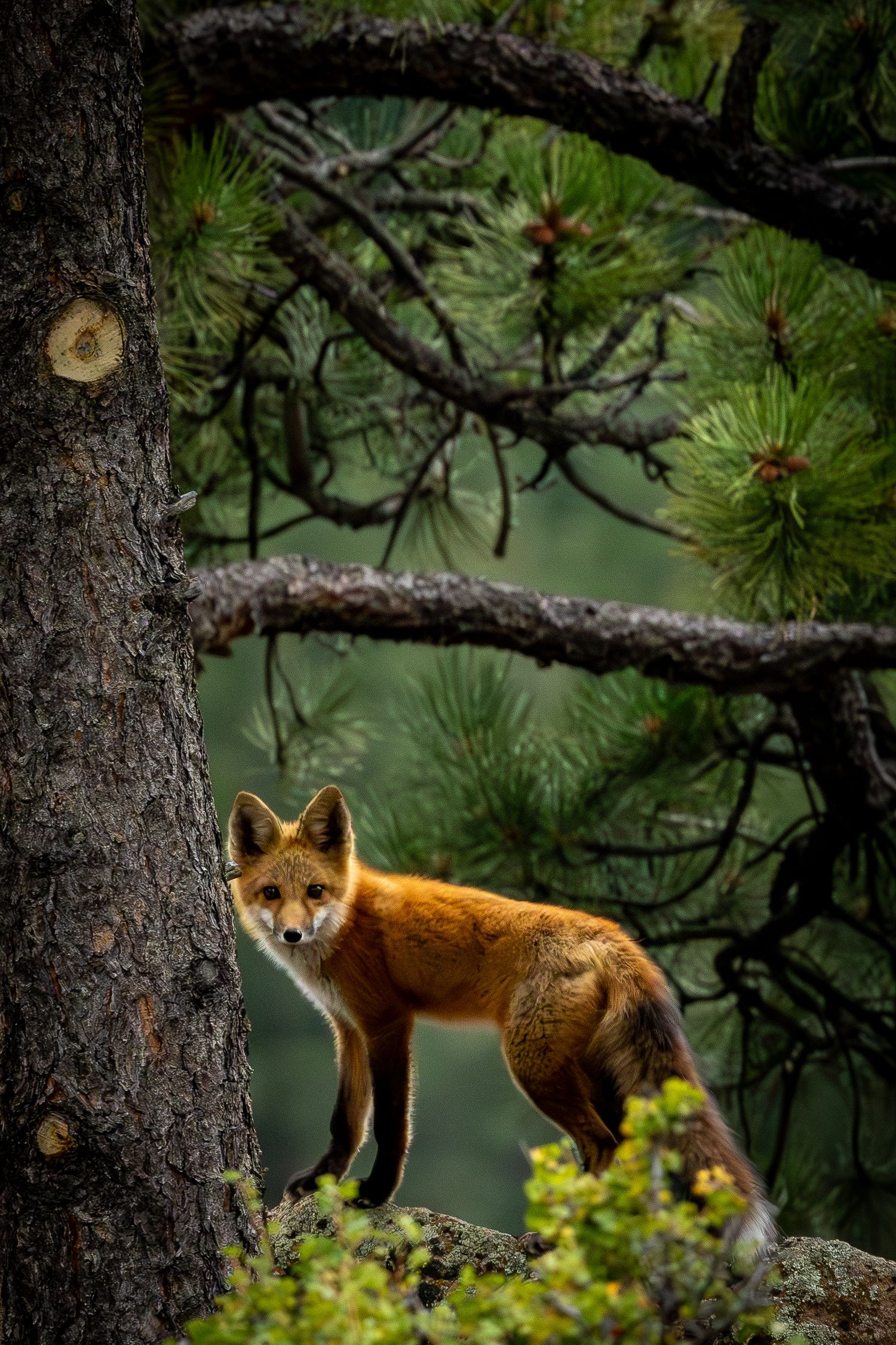 A vibrant red fox standing among pine tree roots in a forest.