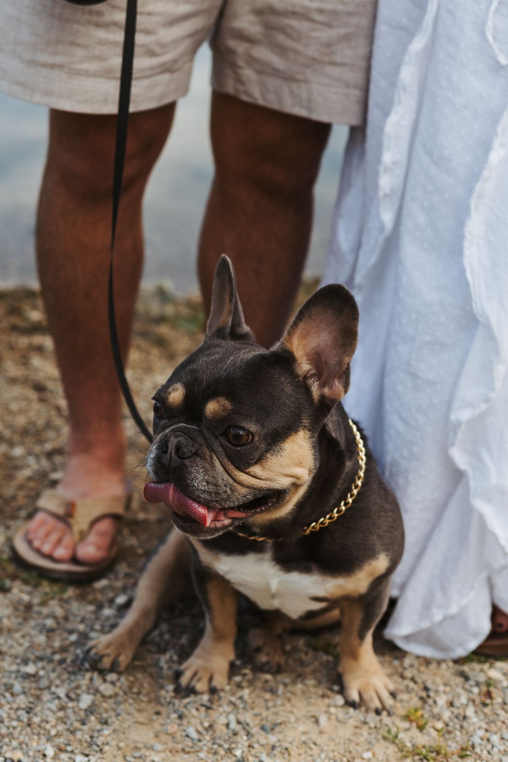 Black and tan French Bulldog with gold chain collar on leash standing between couple at outdoor wedding.