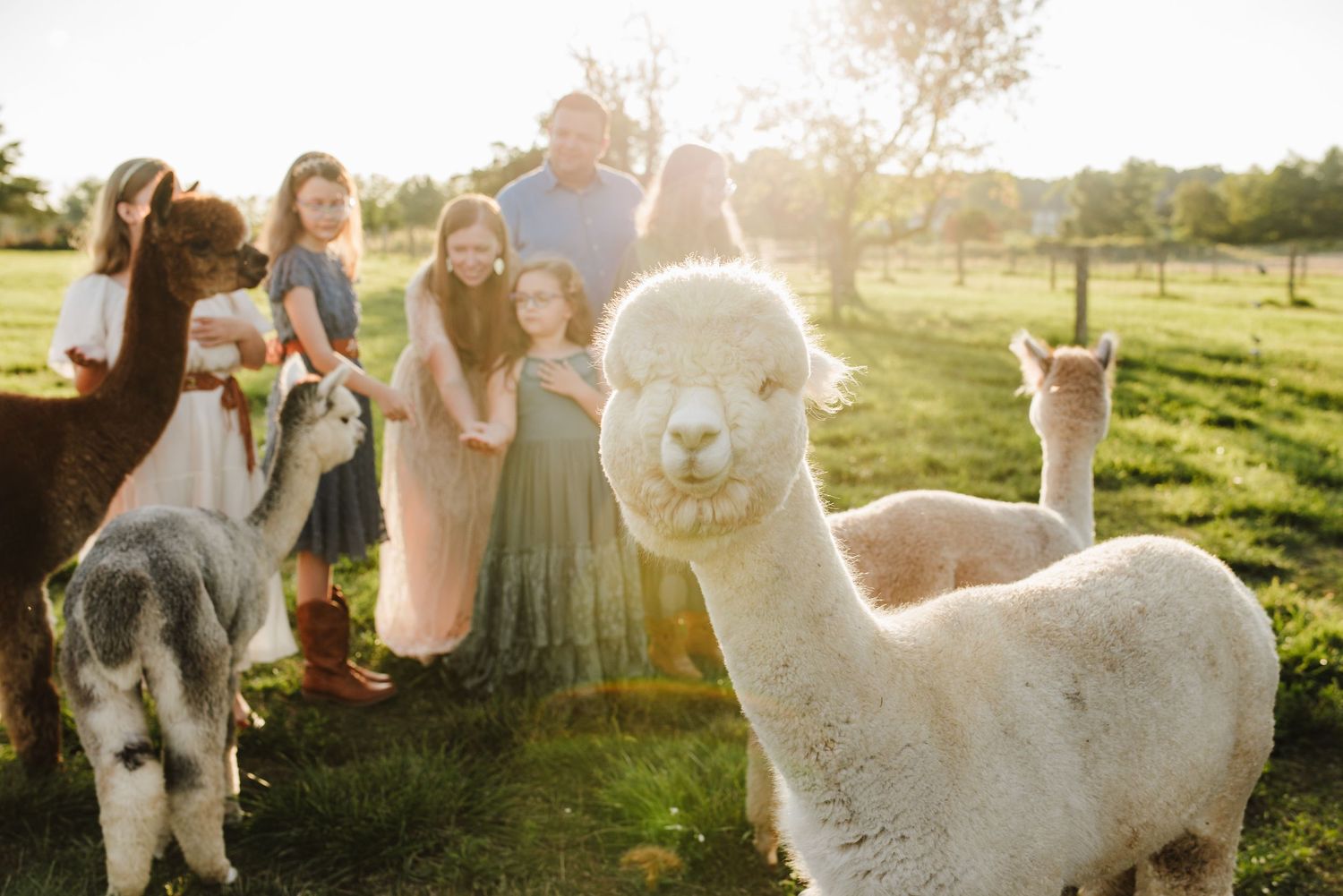A white alpaca smiles at the camera while a family poses with alpacas on a sunny green farm.