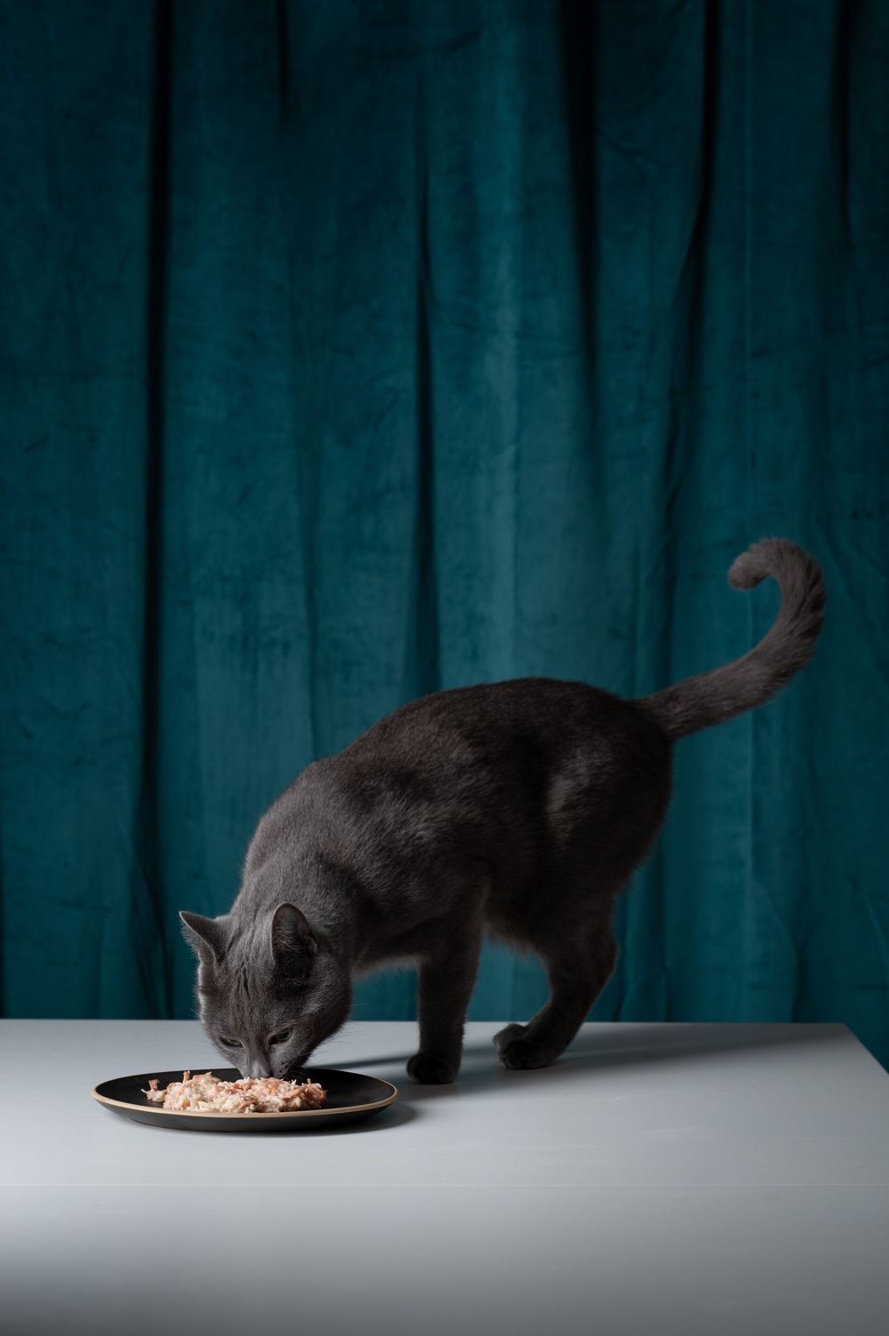 Shooting et tournage internationaux pour la marque Sheba. Photographe animalier: Mélanie Rousselle