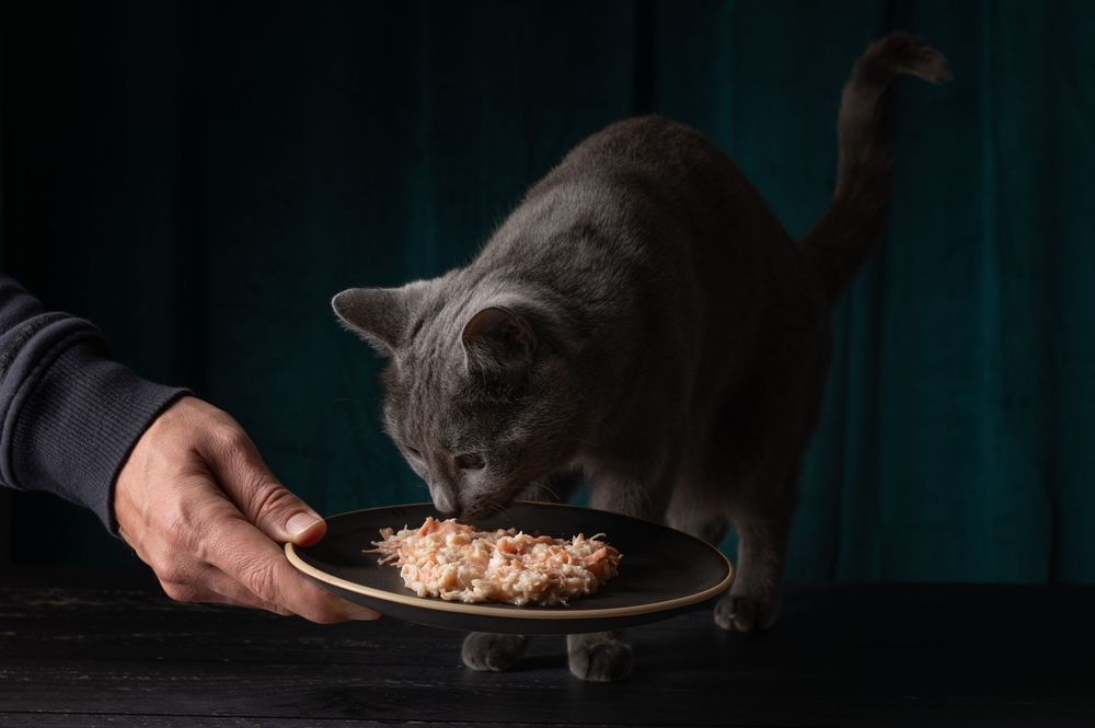 Shooting et tournage internationaux pour la marque Sheba. Photographe animalier: Mélanie Rousselle