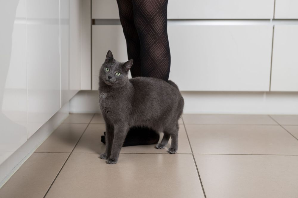 Shooting et tournage internationaux pour la marque Sheba. Photographe animalier: Mélanie Rousselle
