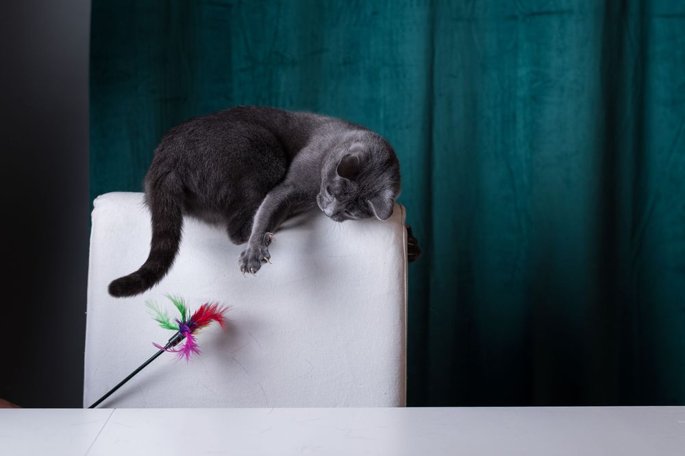 Shooting et tournage internationaux pour la marque Sheba. Photographe animalier: Mélanie Rousselle