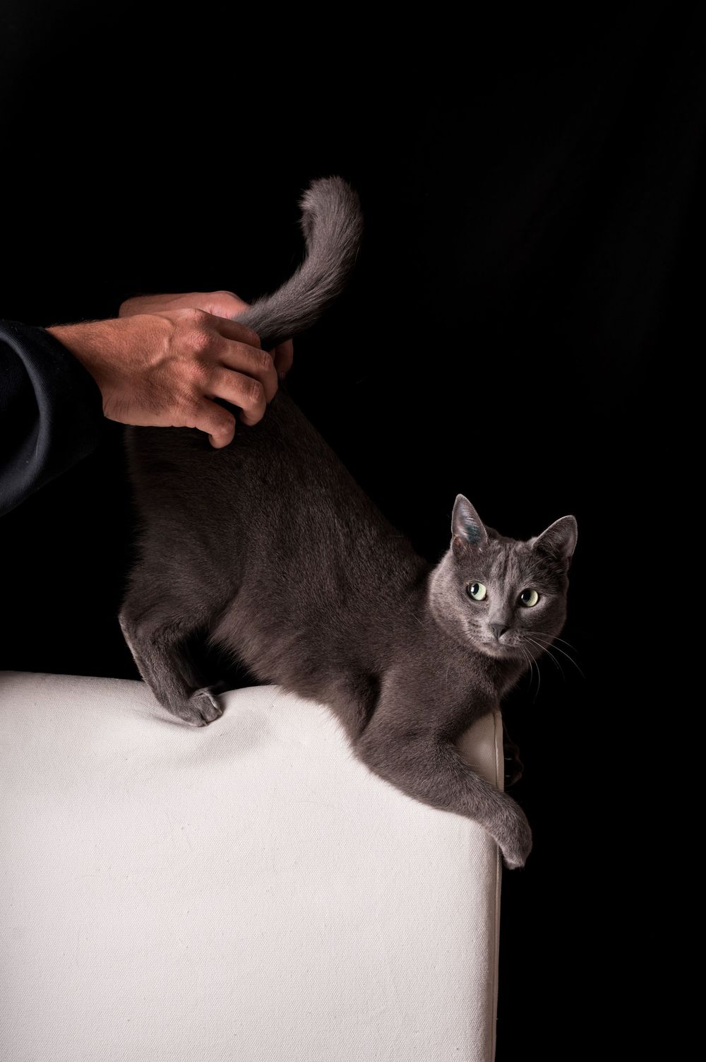 Shooting et tournage internationaux pour la marque Sheba. Photographe animalier: Mélanie Rousselle