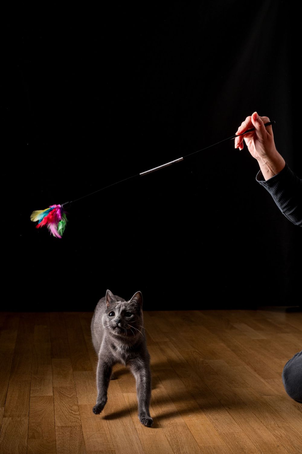 Shooting et tournage internationaux pour la marque Sheba. Photographe animalier: Mélanie Rousselle