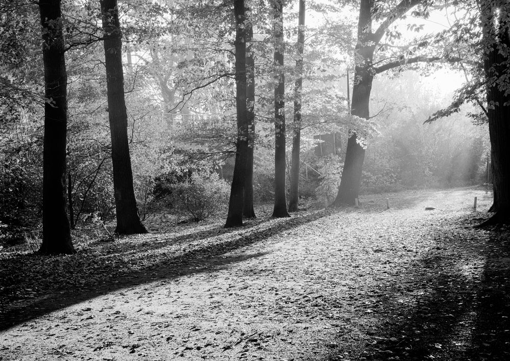 morning light, Jezioro rusałka, poznań