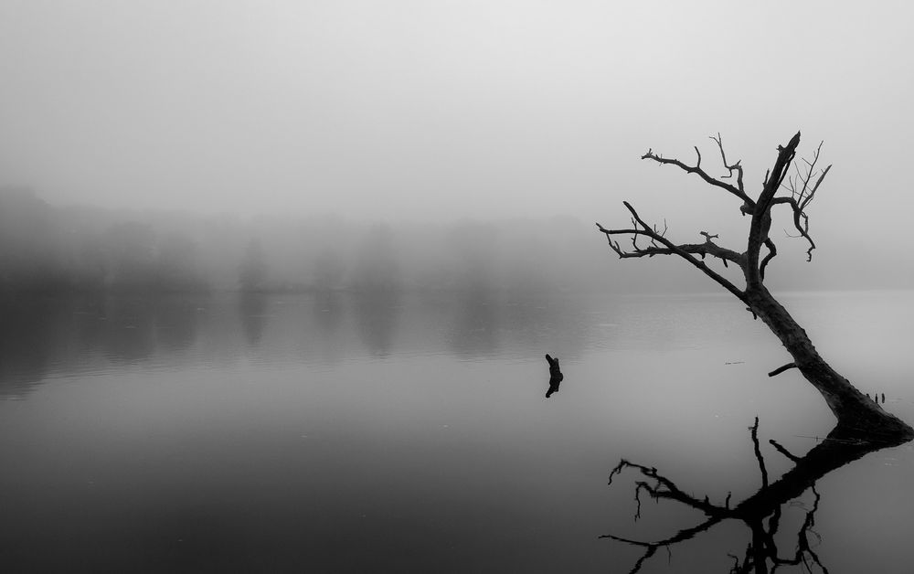 Jezioro rusałka, poznań, morning light, fog, minimalism, tree