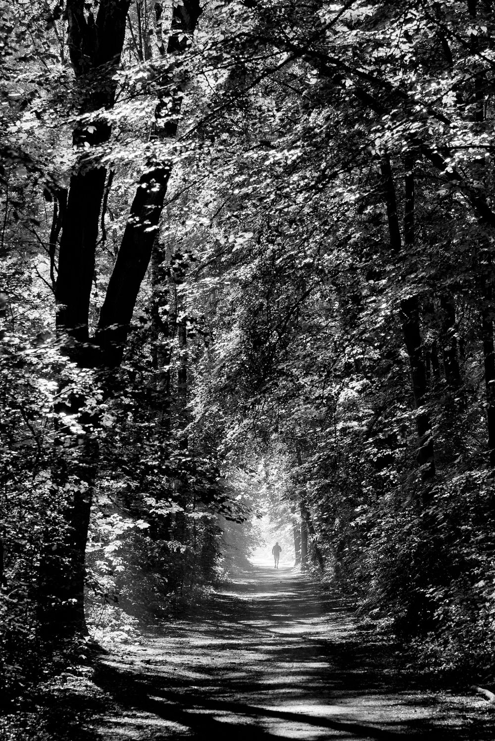 Las marcelinski, Poznań, Forest