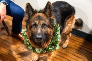 A German Shepherd wearing a greenery collar looks directly at camera on hardwood floors during a wedding.