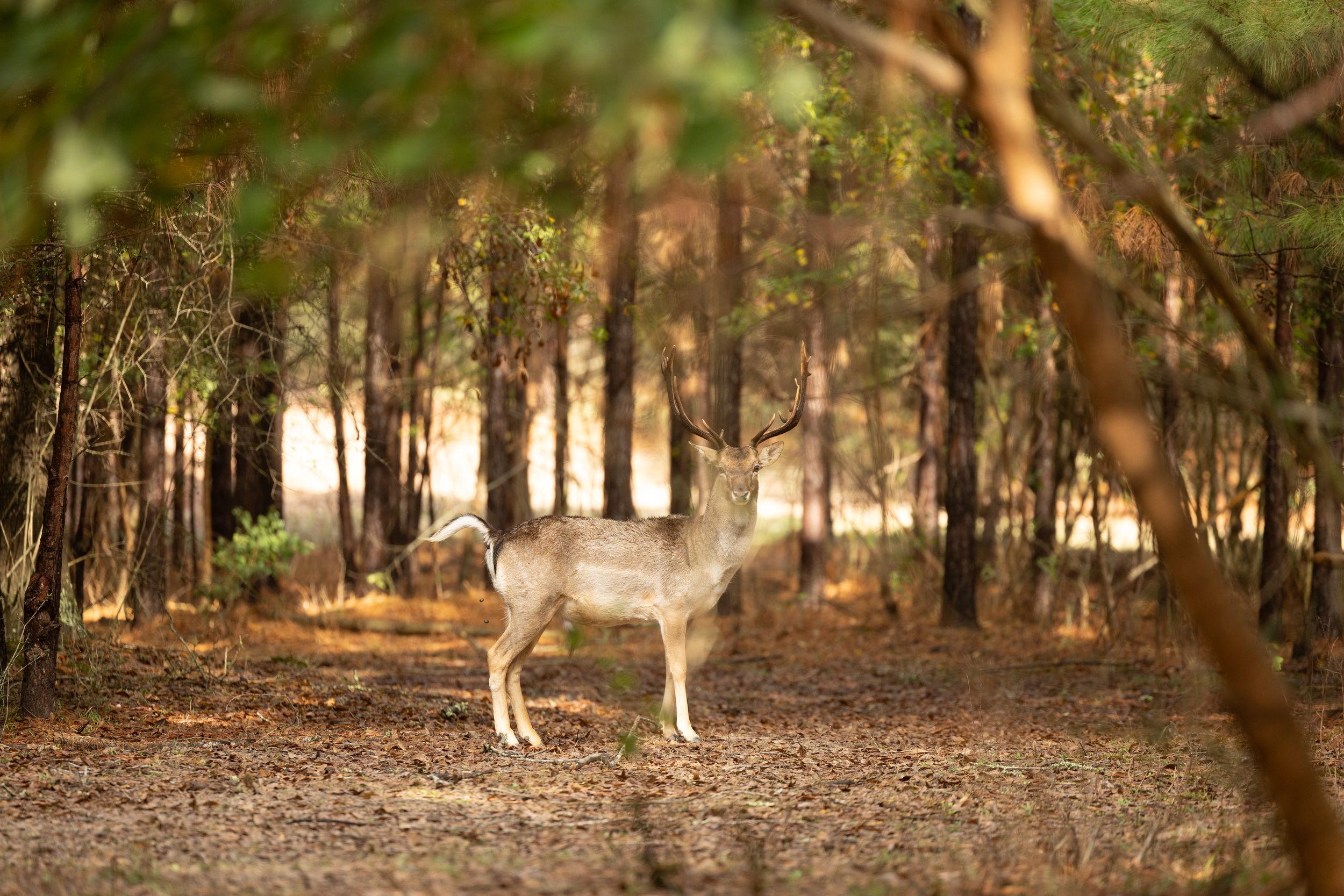 A lone deer stands alert among tall pine trees in a sunlit forest.