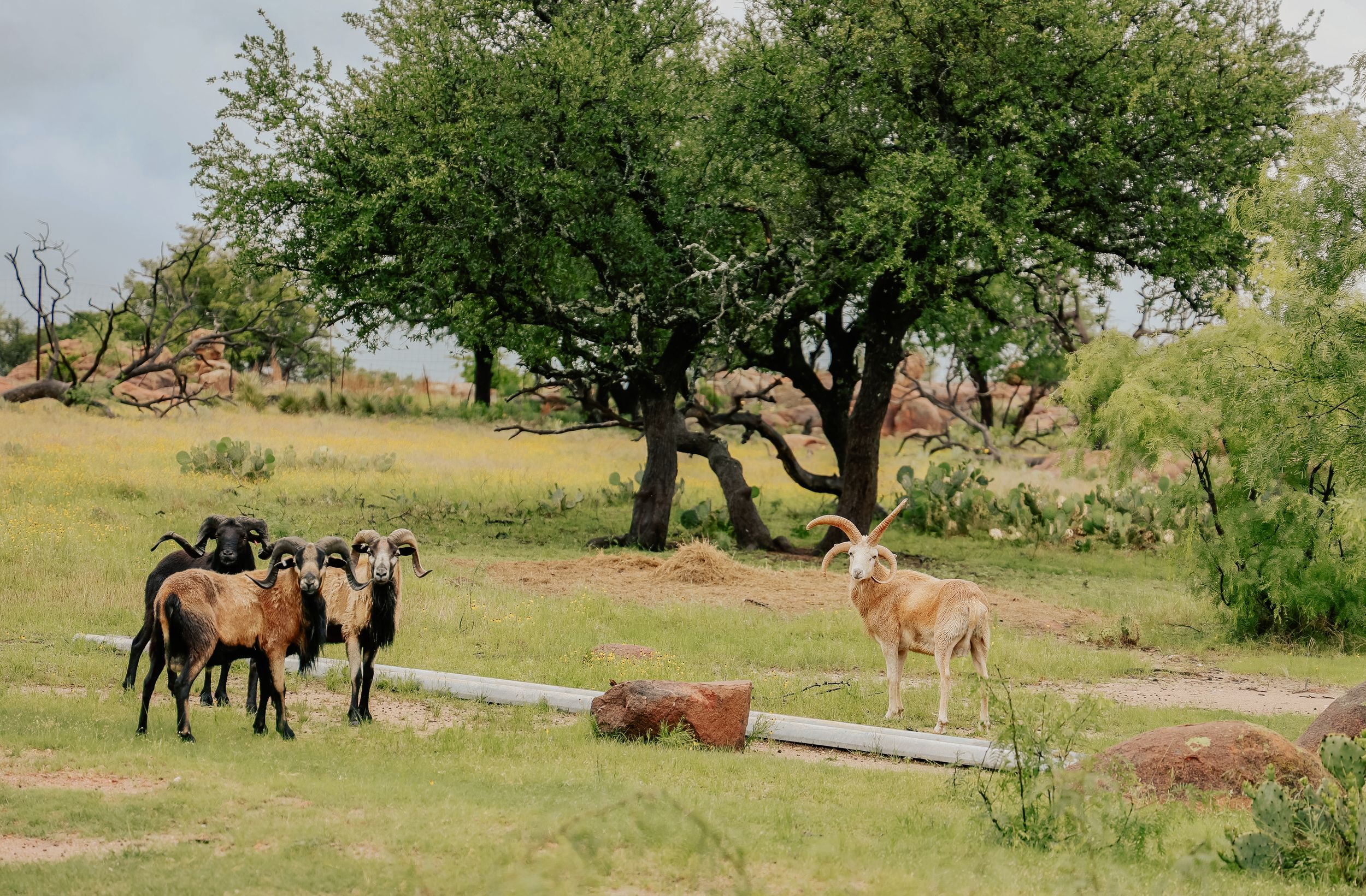 Small herd of goats and sheep grazing on green pasture with trees in background.