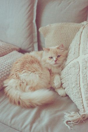 Fluffy cream and orange kitten curled up on a cozy beige sofa with knit pillows.