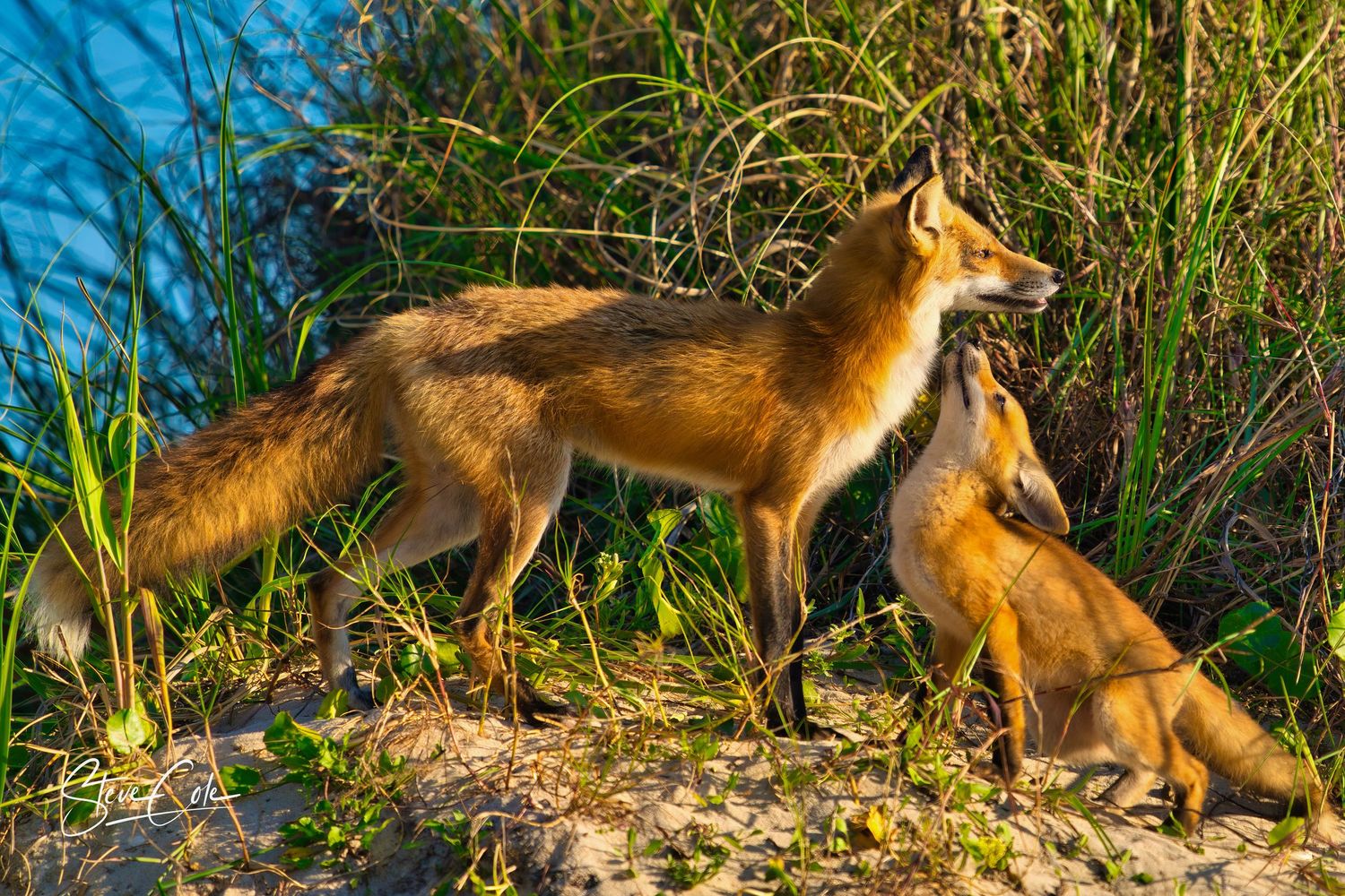 Red fox and kit interacting outdoors in tall grass near water, fine art wildlife photography by Steve Cole Photography.