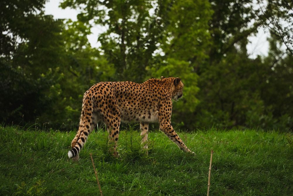A cheetah walks through lush green grass with trees in the background, showcasing its spotted coat.